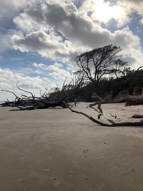 Large, bare trees on a beach shore. Human figure in distant background.