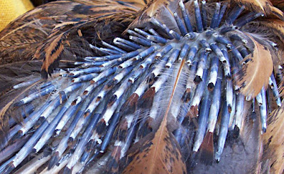 close-up (macro) photo of a hen-pecken chook's feathers (chook or chicken or hen)