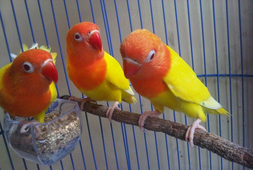 Ternak Lovebird Cara Poligami