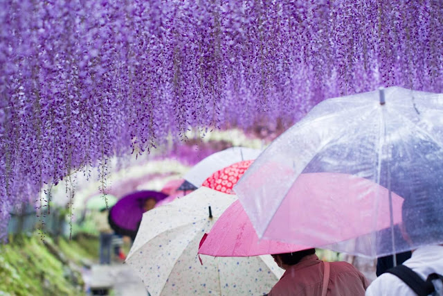 Tới tham quan thế giới hoa đầy màu sắc của Nhật Bản, bạn không thể không nhắc tới vườn Kawachi Fuji. Khu vườn nổi tiếng này sở hữu một đường hầm hoa tử đằng (Wisteria) dài hàng trăm mét phủ sắc tím hồng tuyệt đẹp.