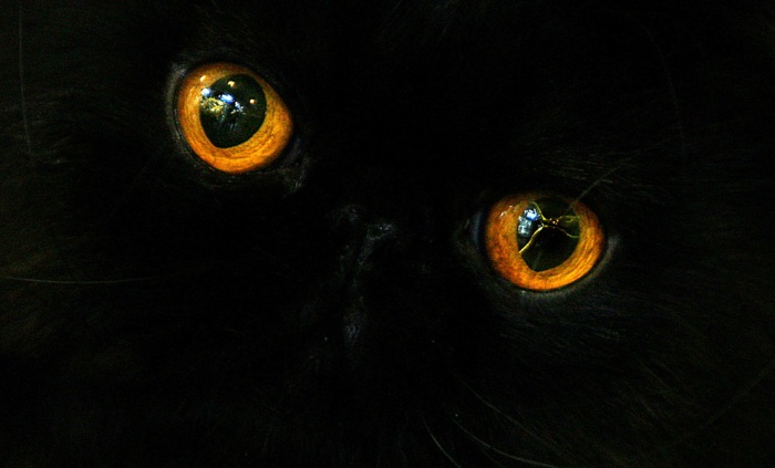 черный кот со злыми глазами