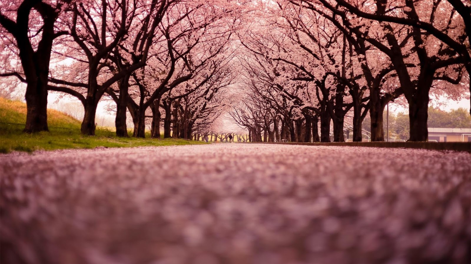 Gambar Bunga Sakura Jepang Indah Cantik Gambar Kata Kata