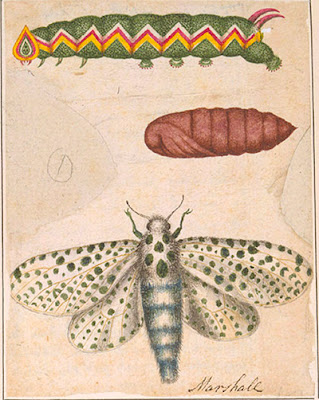 Leopard moth (Zeuzera pyrina), caterpillar, and pupa