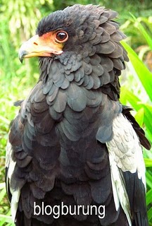60+ Info Terbaru Gambar Burung Garuda Yang Cantik