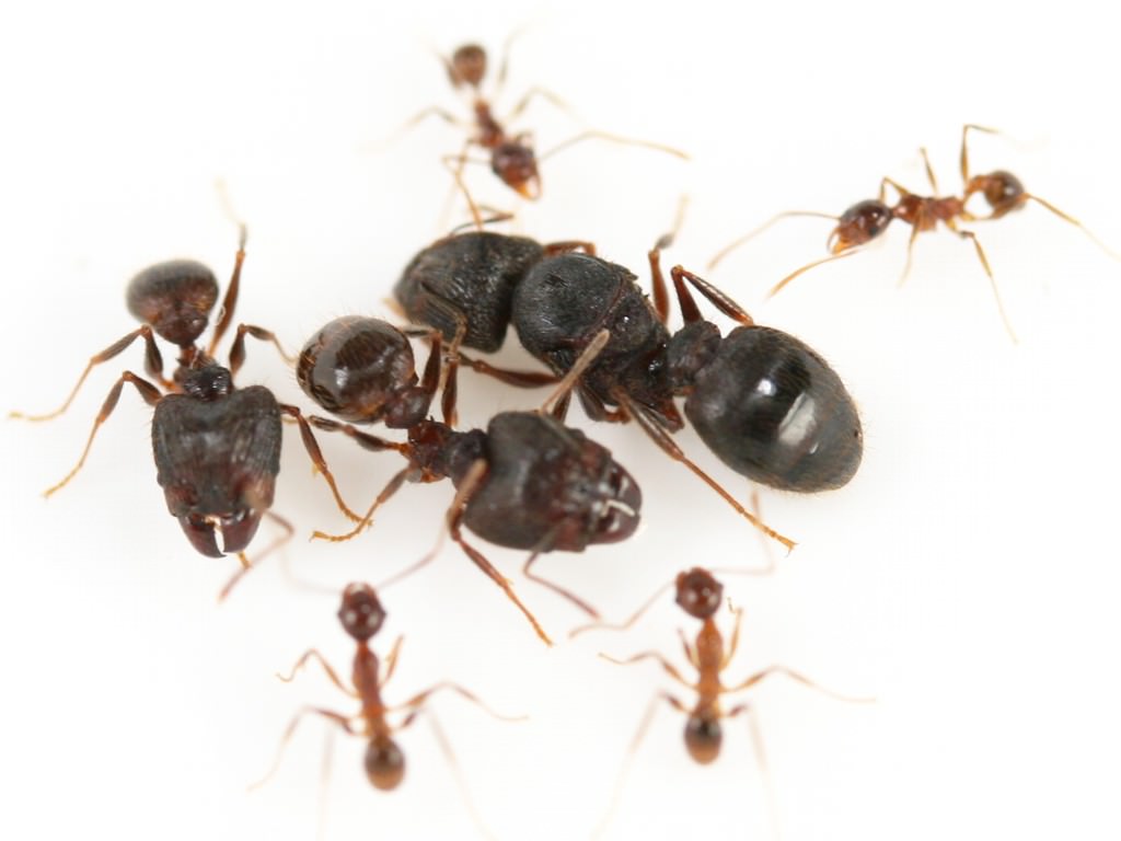 تفسير حلم رؤية النمل في المنام للعزباء والمتزوجة موسوعة المعرفة