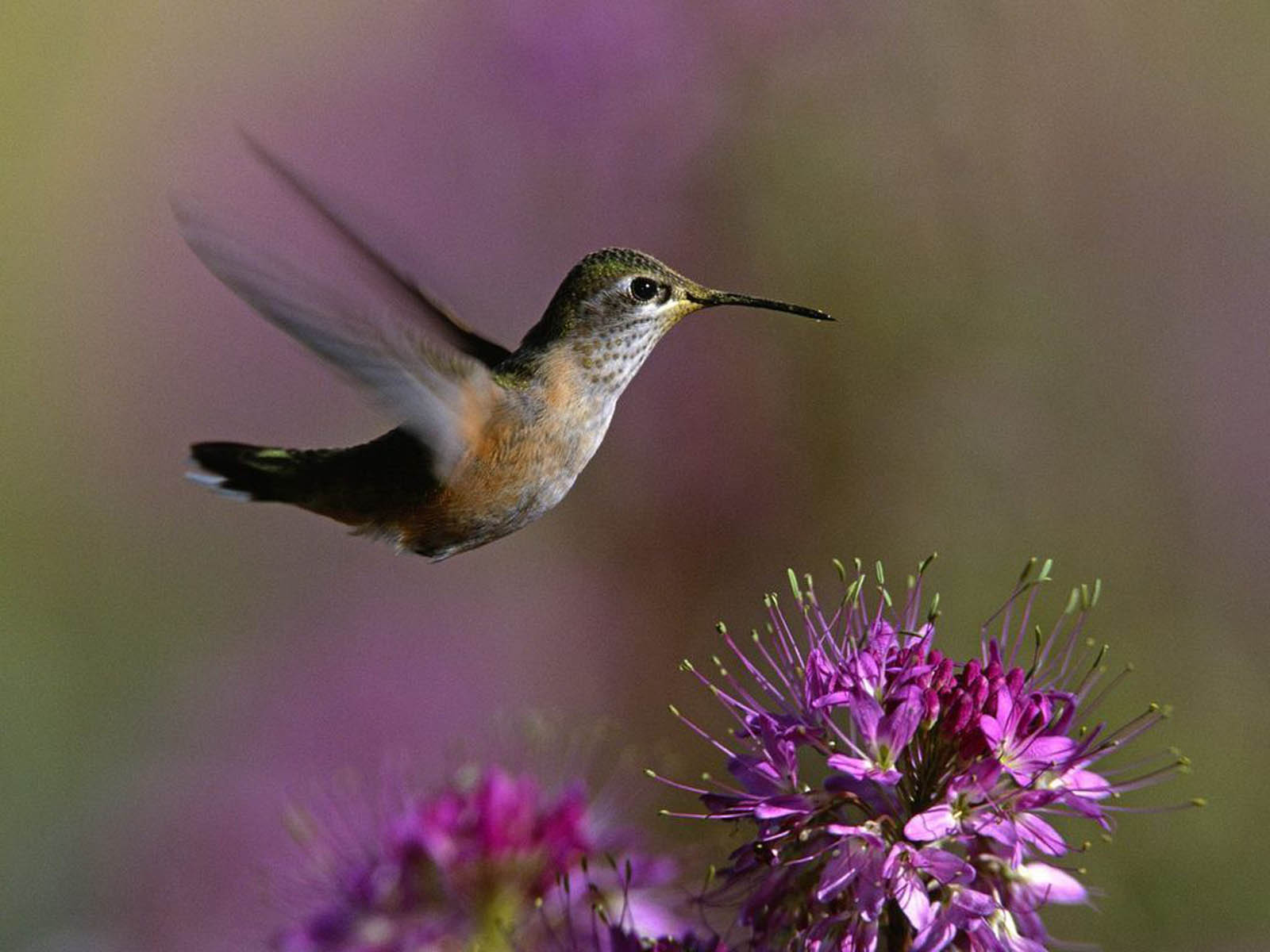 : Hummingbird Wallpapers, Hummingbird DesktopWallpapers, Hummingbird ...