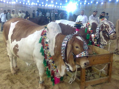 bakra eid greetings