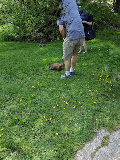 dude was feeding a mfkn GROUNDHOG. it had a cute pudgy lil butt.