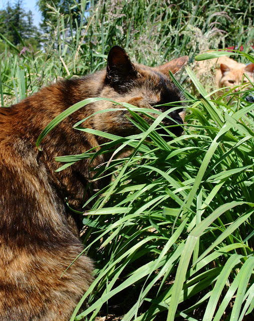 Tortie cat Georgia eats grass, Orange cat Coppertop watches