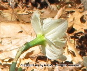 Daffodil