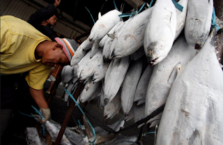 CARA PENANGANAN DAN PENYIMPANAN IKAN HASIL TANGKAPAN