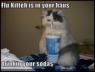 funny-pictures-sick-cat-drinks-soda