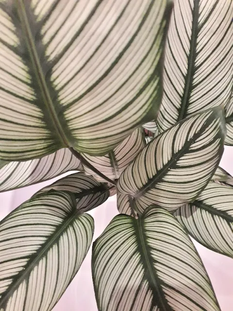 Calathea crocata, rifibarba, orbifolai,  markoyana, triostar