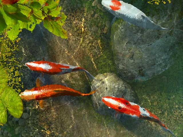 Koi Fish Colourful Photos