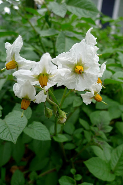 Adirondack Blue Potato Flowers