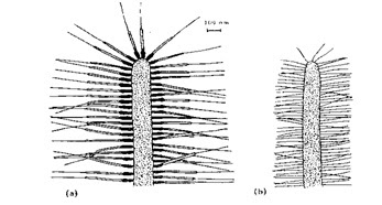 Tipe flagela pada algae (a) fibrous solid hair, (b) tubular hair