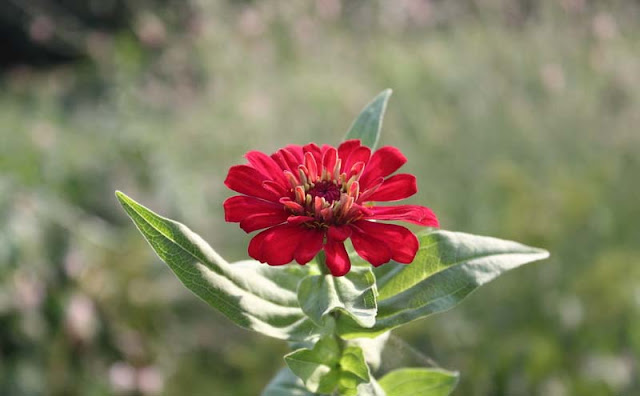 Zinnia Flowers