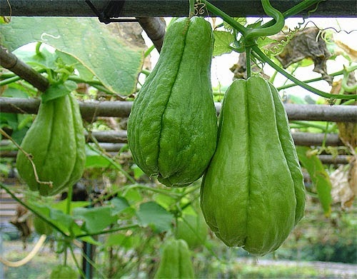 Wow Luar Biasa Ternyata Labu Siam, Sayur Yang Bermanfaat Sebagai Obat
Alami Hipertensi Sampai Kolesterol