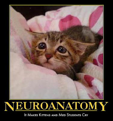 Neuroanatomy Demotivational Poster