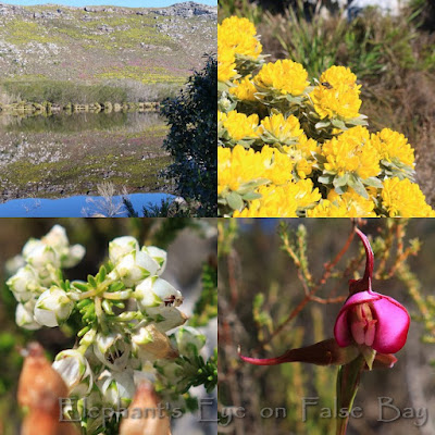 Silvermine Ridge August flowers