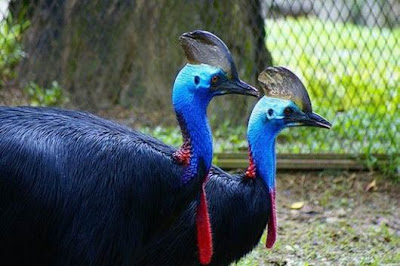 cassowary bird pictures