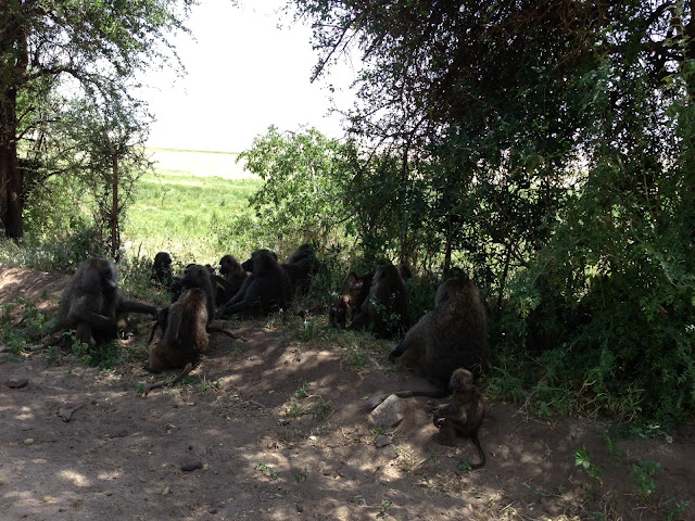 Lake Manyara National Park - Tanzania