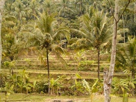 Sejarah Desa Kemejing Kecamatan Loano Kabupaten Purworejo 