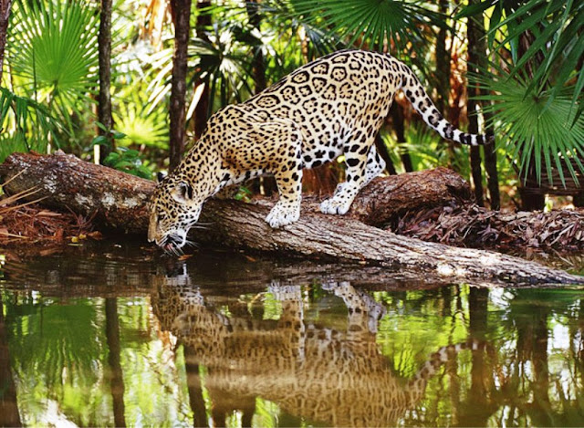 Ocupando o topo da cadeia alimentar, e o posto de maior felino das Américas, a onça-pintada tem como único predador, o homem.