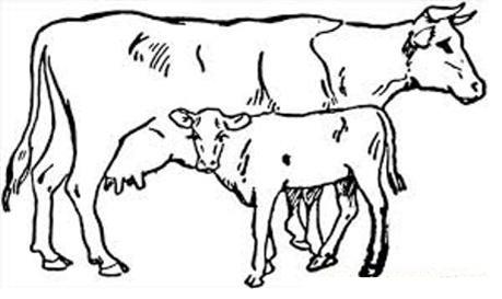 Sketsa  gambar  sapi untuk belajar mewarnai anak TK