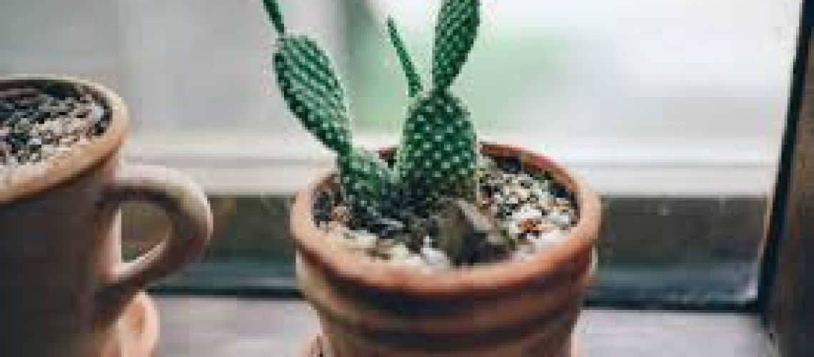 Garden at home: 5 tips for growing Cactus