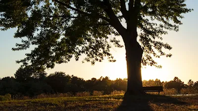 Tree, Grass, Field, Lake, Sunset