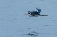 Wildlifefotografie Graureiher Naturfotografie Lippeaue Olaf Kerber