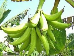 Secawancoffee_Sesuducreamer: Pisang Oh Pisang!