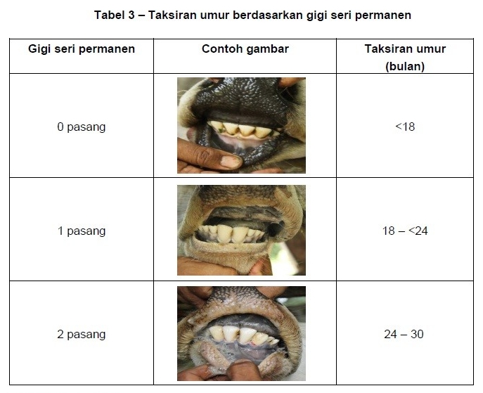 cara menaksir Usia ternak Sapi dengan tepat - Elinotes review