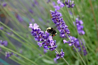 Gambar bunga lavender