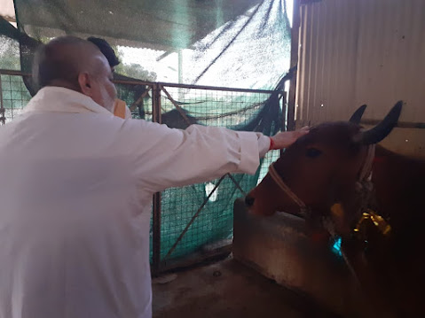 Tilak of Gaumata