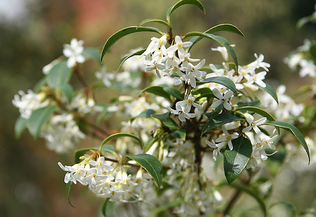 A Fragile Scent: