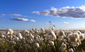 Picture of a field of cotton with blue sky and clouds