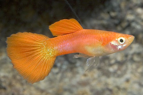 gambar guppy redblonde | ikan hias, ikan guppy | anekaikanhias