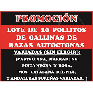 gallinas, pollitos, razas, catalana, castellana, vasca