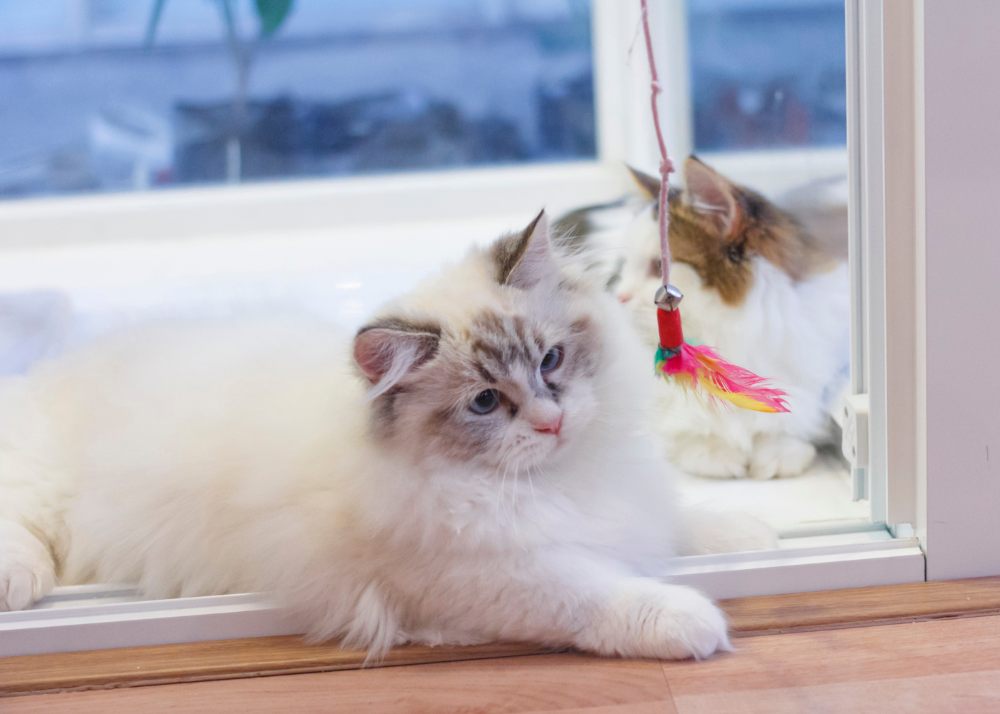 Beautiful Munchkin cat coat colors you may not know