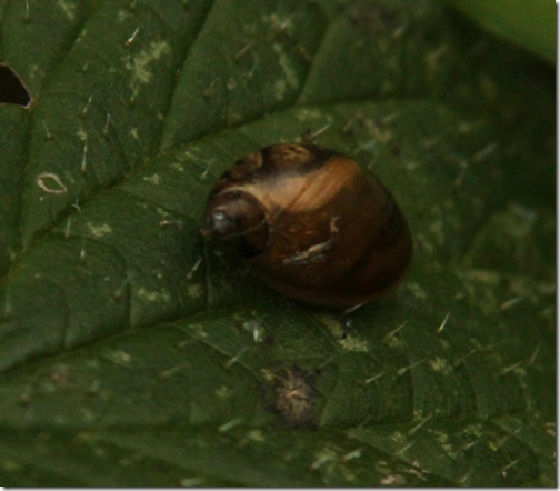 16 amber-snail-2