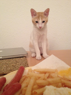 gatita encima de la mesa no puede comer