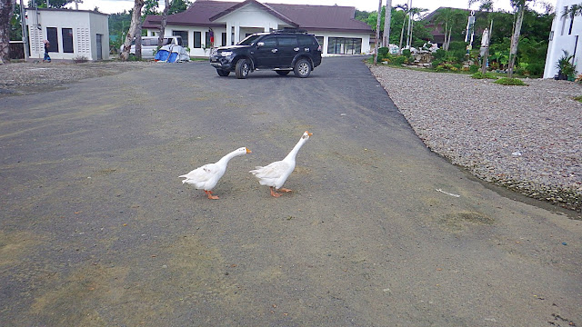 two cute noisy geese at the gate of the Pope Francis Parish Church and Archbishop's Palace in Palo Leyte