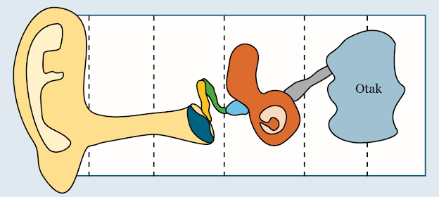 Gambar Sketsa Model Telinga Manusia