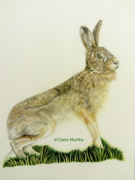 Drawing of a brown hare - wildlife art workshops - drawing fur.
