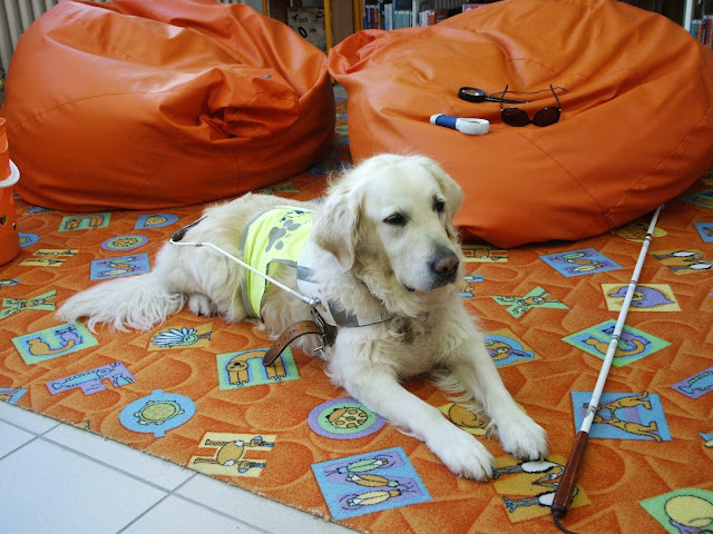 Vodicí pes leží v postroji na oranřovém koberci, před ním je položena  bílá hůl.