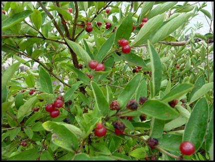 P1050593