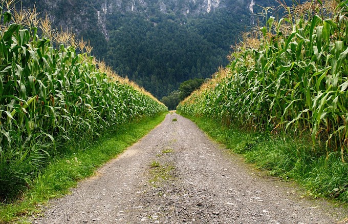 Coniferous-Corn-Corn-Field-Pics RizNow