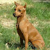 Cachorro desaparecido em Ruy Barbosa 